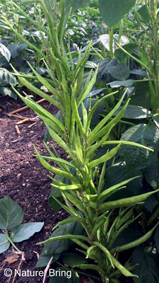 XOLDA Custard Beans Seed(23 per packet)
