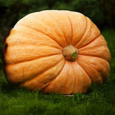 CYBEXIS Heirloom Huge Pumpkin Seeds400 Seeds Seed(400 per packet)