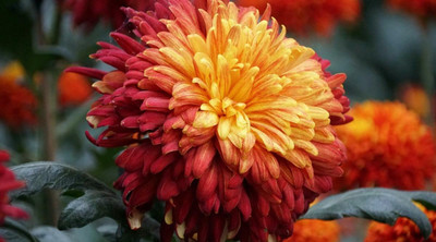 Quentova Red-and-Orange-Exotic-Mum-Flower-Chrysanthemum-3C-SNIG Seed(100 per packet)