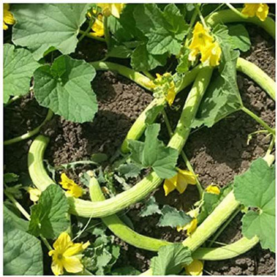 VibeX KGF -88 - Hybrid Kakri - Long Melon - (1350 Seeds) Seed(1350 per packet)