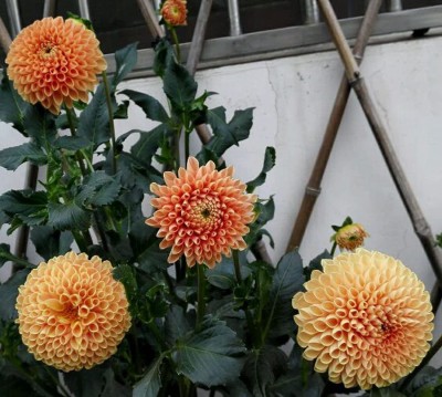 VibeX PAU-28 - Orange Dahlia Pompon Flower - (540 Seeds) Seed(540 per packet)