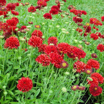 BSARKAR mix colour double Gaillardia flowers seed Seed(70 per packet)