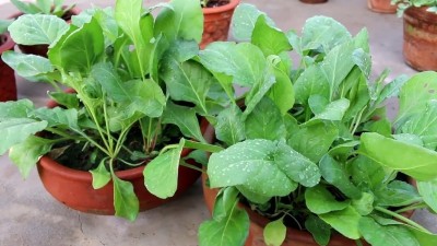 Quentova Organic Spinach seeds-HQL-10O Seed(200 per packet)