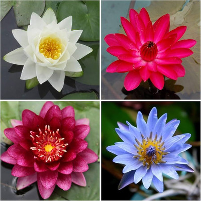 DEYS AGRO ™ water lily seeds,lilly flower seeds mix Seed(3 per packet)