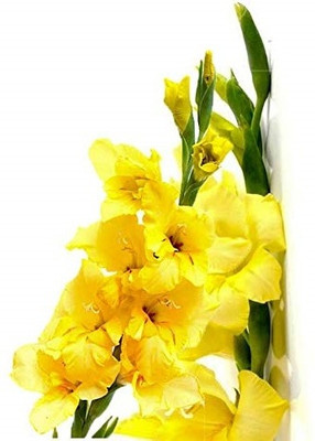 CRGO GLADIOULUS Seed(14 per packet)