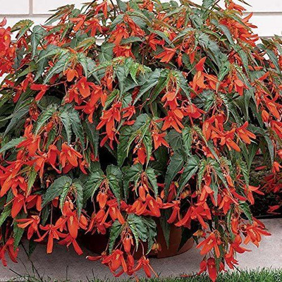 CYBEXIS Trailing Begonia Seeds,Santa Cruz Sunset,Outstanding heat, drought tolerance Seed(1 g)