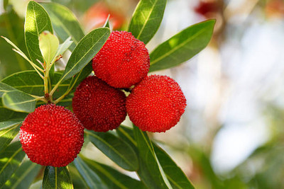 MAA LITCHI,LICHEE,LYCHEE Seed(11 per packet)