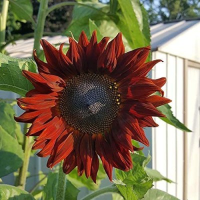 CYBEXIS LX-47 - Red Sun Sunflower (Helianthus annuus) - (1350 Seeds) Seed(1350 per packet)