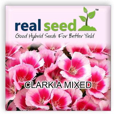 CYBEXIS Clarkia Mixed Hybrid Imported Flower Seeds Seed(50 per packet)