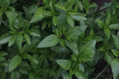 Qualtivate LX-82 Thai Holy Basil Seeds Seed(1000 per packet)