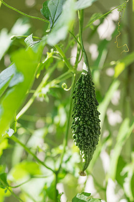 Kodali Hybrid F1 Bitter Gourd Seed Pack Of 17 Seed(17 per packet)
