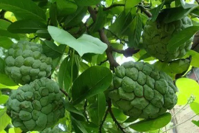 Aro Custard Apple, sitafal, sitaphal Seed(48 per packet)