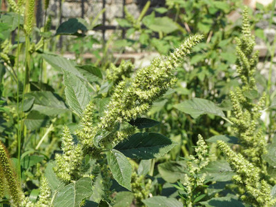 KANAYA Amaranth Seeds (Green Saag) Cholai Seed(70 per packet)
