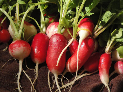 CYBEXIS Heirloom DUETT Early spring radish2400 Seeds Seed(2400 per packet)