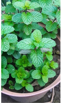 the green dotcom PUDINA Seed(105 per packet)