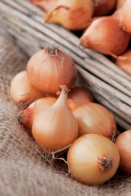 Biosnyg Fast Growing White Vento Onion Seeds for Home Gardening-(750 Seeds) Seed(750 per packet)