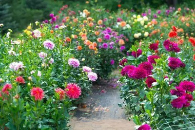 Aro Dhalia Seed(55 per packet)