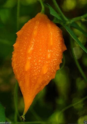 WILLVINE XLR-99 JAMAICAN CERASEE -bitter Gourd Seed(50 per packet)