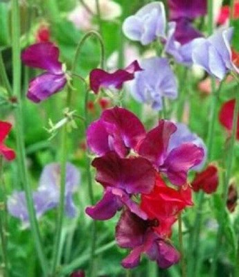 VibeX ® XLR-388 Sweet Pea Royal Family Mix Flower Seed(50 per packet)