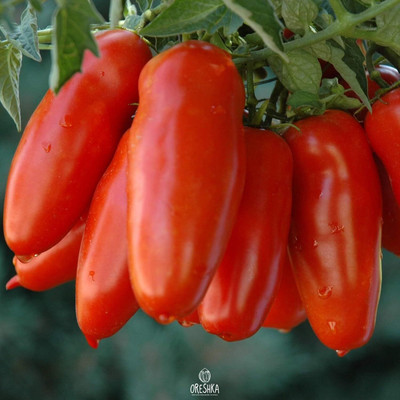Biosnyg Non GMO Giant Pepper Tomato Vegetable Seeds - (4000 Seeds) Seed(4000 per packet)