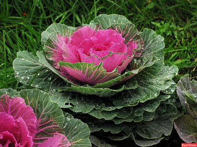 WILLVINE Flowering Kale Large Leaf Seed(50 g)