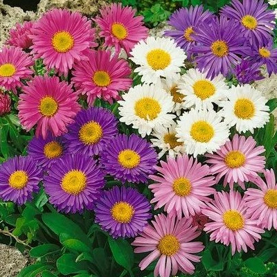 SREE aster flower, astar flower Seed(25 per packet)