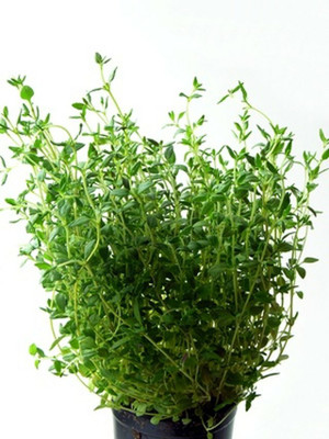 XOLDA Organic thyme herb Seed(45 per packet)
