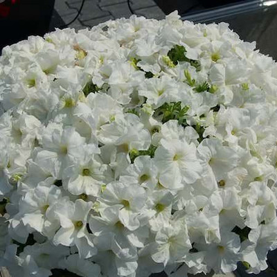 Lorvox Petunia Mix Seed(140 per packet)