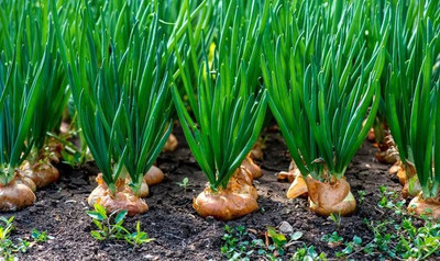WILLVINE VMR -I Bhima Kiran Light red Onion [2.5g] Seed(1500 per packet)