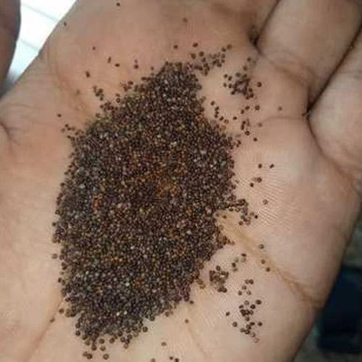 CYBEXIS VVI-4 - Creeping Thyme - (1350 Seeds) Seed(1350 per packet)