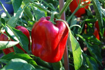 Aywal Red Capsicum (shimla mirch) Seed(500 per packet)