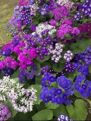 Lorvox Cineraria Mix Color Flower Seed(25 per packet)