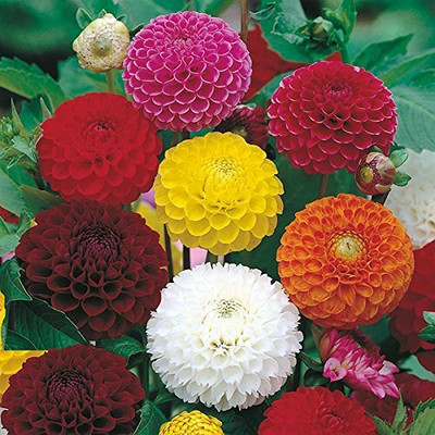 DIVINE ™EF-Dahlia Double Mix 100 Seeds Packet F1 Hybrid Seeds-T-52 Seed(20 per packet)