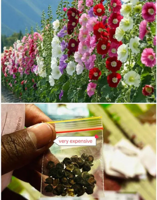 SEMINA VITA hollyhock double mix seeds Seed(49 per packet)