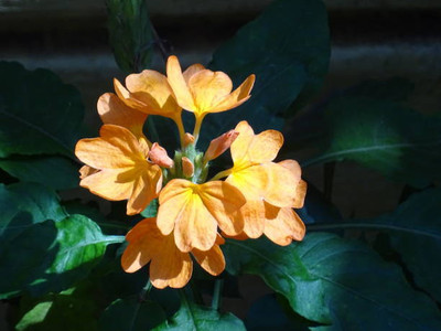 MAA kanakambaram-firecracker-crossandra Seed(70 per packet)