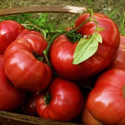 KNESSiN VIX-20 Delicious Tomato Seed(200 per packet)