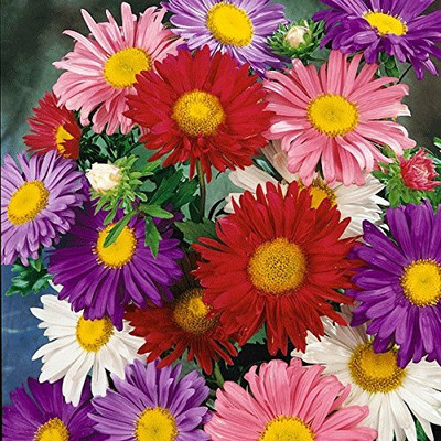 Aywal Aster Flower Seed(70 per packet)