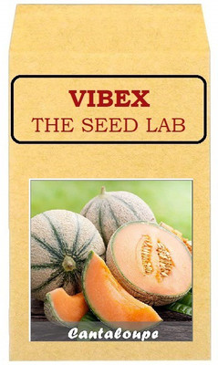 CYBEXIS Cantaloupe Musk Melon Hybrid Seeds400 Seeds Seed(400 per packet)