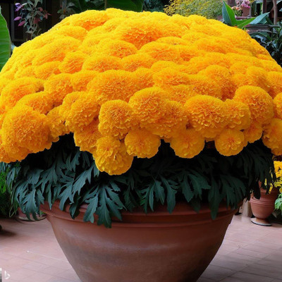 Aywal Marigold F2 Dwarf Double Orange Flower Seed(9 per packet)
