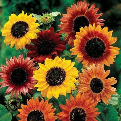 CYBEXIS LX-64 - Large Flowered Mix Sunflower - (150 Seeds) Seed(150 per packet)