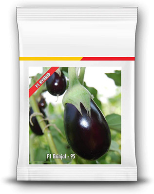 CYBEXIS VVI-72 - F1 BRINJAL - (1350 Seeds) Seed(1350 per packet)