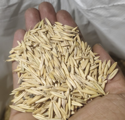 gilaharee Hybrid Malai Makhan Grass/Job Grass Seed Seed(601 per packet)