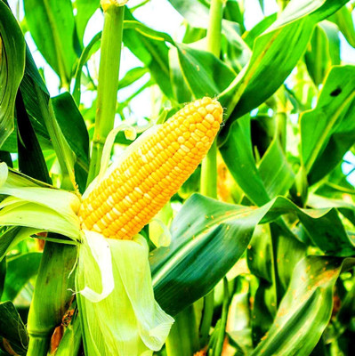 WILLVINE PAU -III Hybrid Partap Kanchan Corn -[100g] Seed(400 per packet)