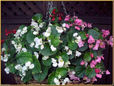 VibeX TLX-92 - Begonia Flowers Wax Begonia Mix Rose PinkWhiteRed - (30 Seeds) Seed(30 per packet)