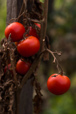 HOIVA tomato Seed(65 per packet)