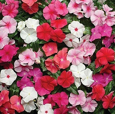 Lorvox Hybrid vinca seeds multicolour/Vinca Seed(20 per packet)