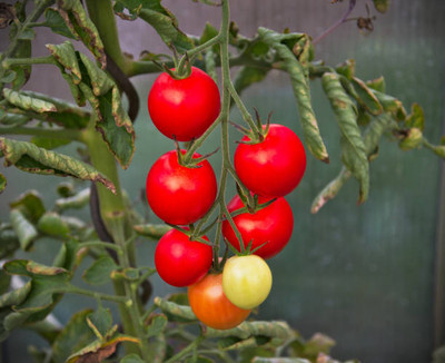 Sakuntala Hybrid Seeds tomato Seed(25 per packet)