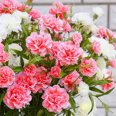 CYBEXIS Carnation Seed(50 per packet)