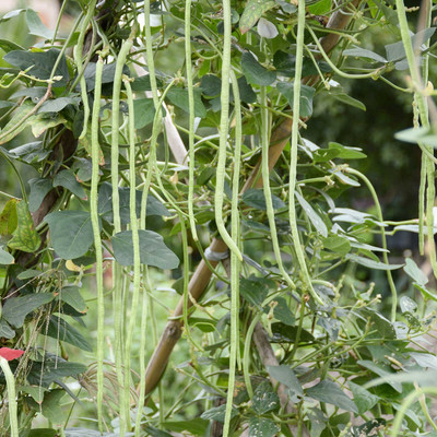 Biosnyg Pole Bean Garden Seeds - Oriental Yard Long[100 Seeds] Seed(100 per packet)