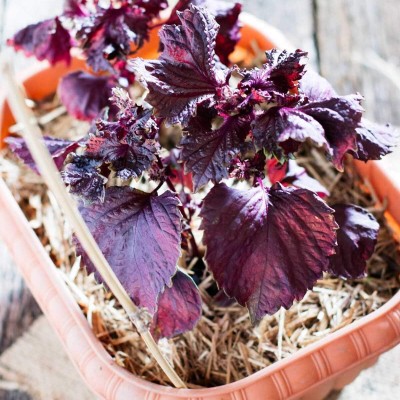 Qualtivate XLL-38 Red Shiso Seeds Seed(300 per packet)